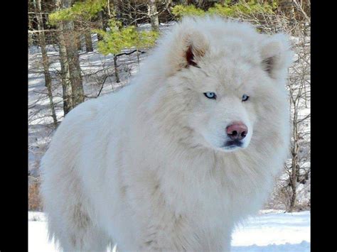 siberalem|dogslife siberial.